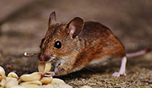 opossum-control Experts in Blairs